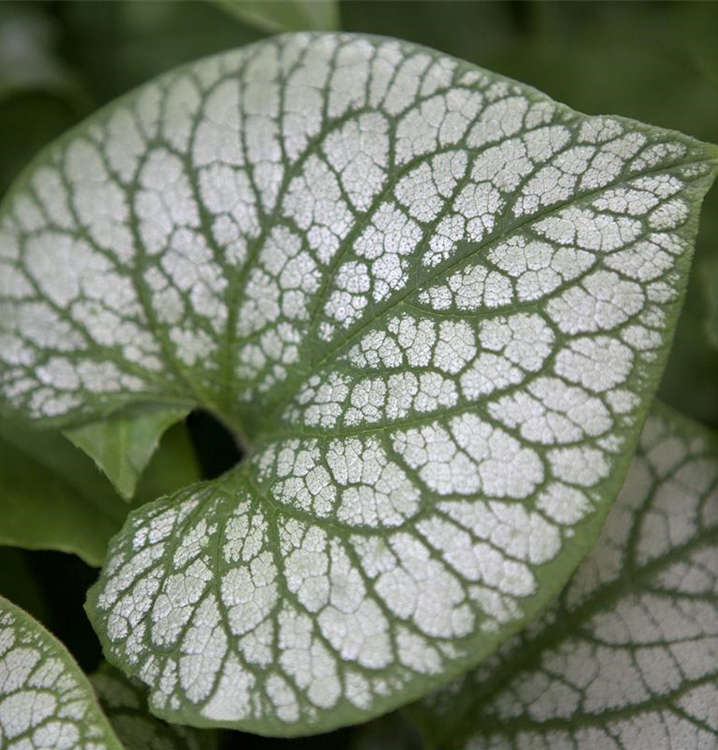 Brunnera macrophylla 'Jack Frost' Brunnera macrophylla 'Jack Frost'