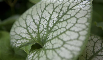 Zum Vergrößern klicken Bildvorschau