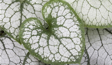 Zum Vergrößern klicken Bildvorschau