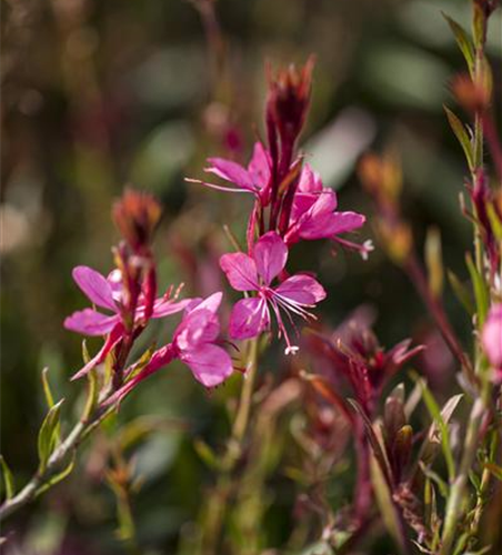 Gaura lindheimeri, pink