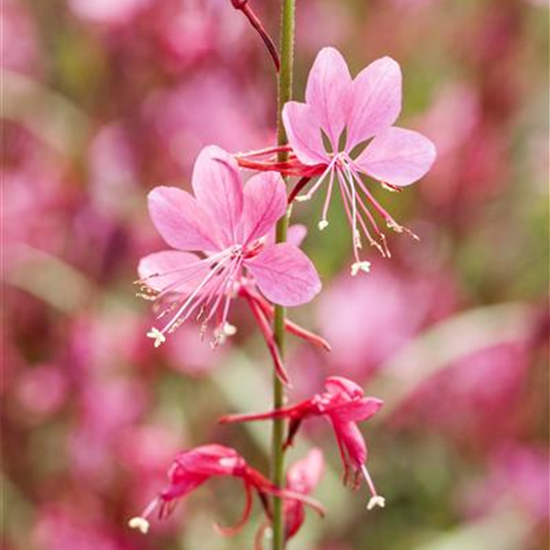 Gaura lindheimeri, rosa