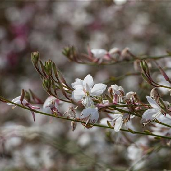 Gaura lindheimeri, weiß