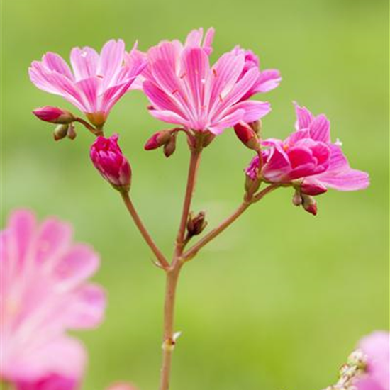 Lewisia cotyledon, pink