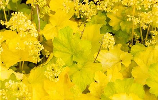 Heuchera Little Cuties 'Blondie in Lime'