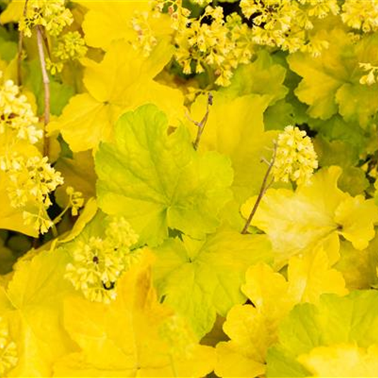 Heuchera Little Cuties 'Blondie in Lime'