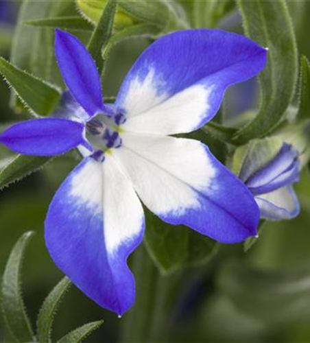 Lobelia richardii 'Summer Love'