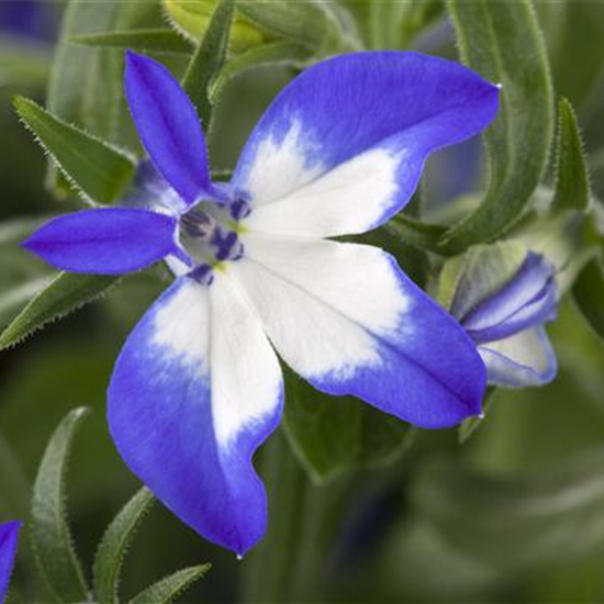 Lobelia richardii 'Summer Love'