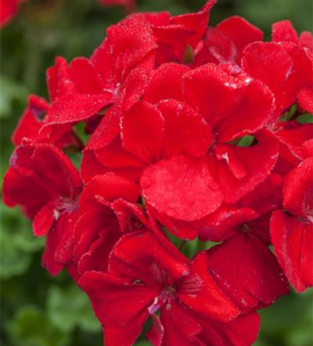 Geranie stehend 'Carlos'