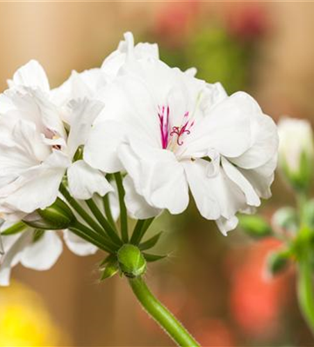 Geranie stehend 'Isabella'