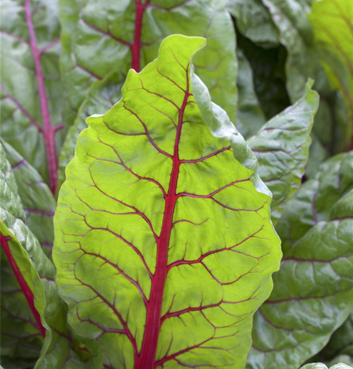 Beta vulgaris var. cicla 'Bright Lights' 