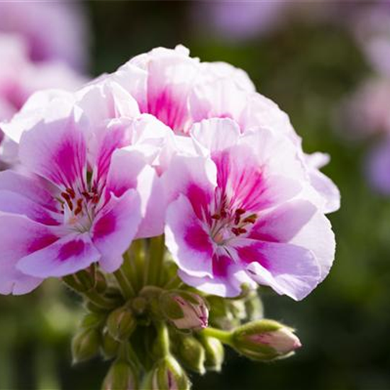 Geranie stehend 'Kristiana'