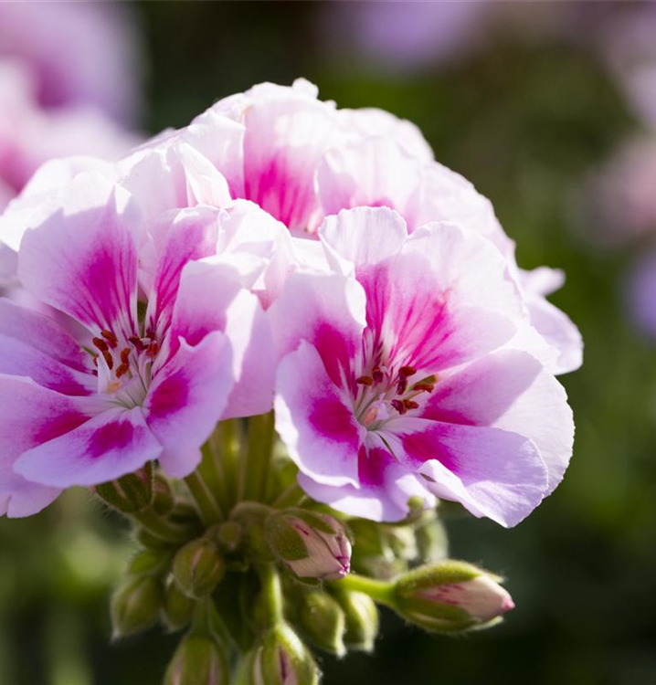 Pelargonium zonale 'Kristiana'