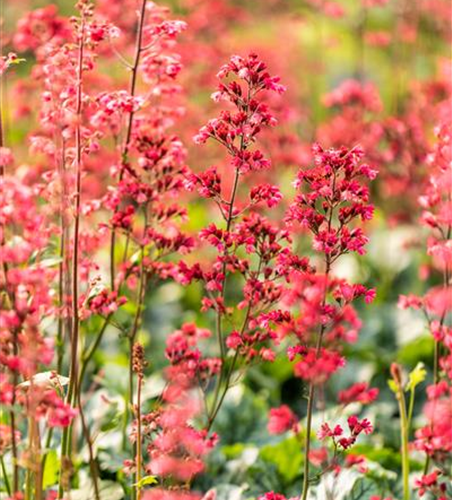 Heuchera 'Paris'
