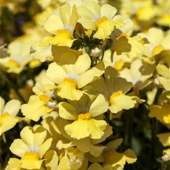Nemesia 'Sunsatia', gelb
