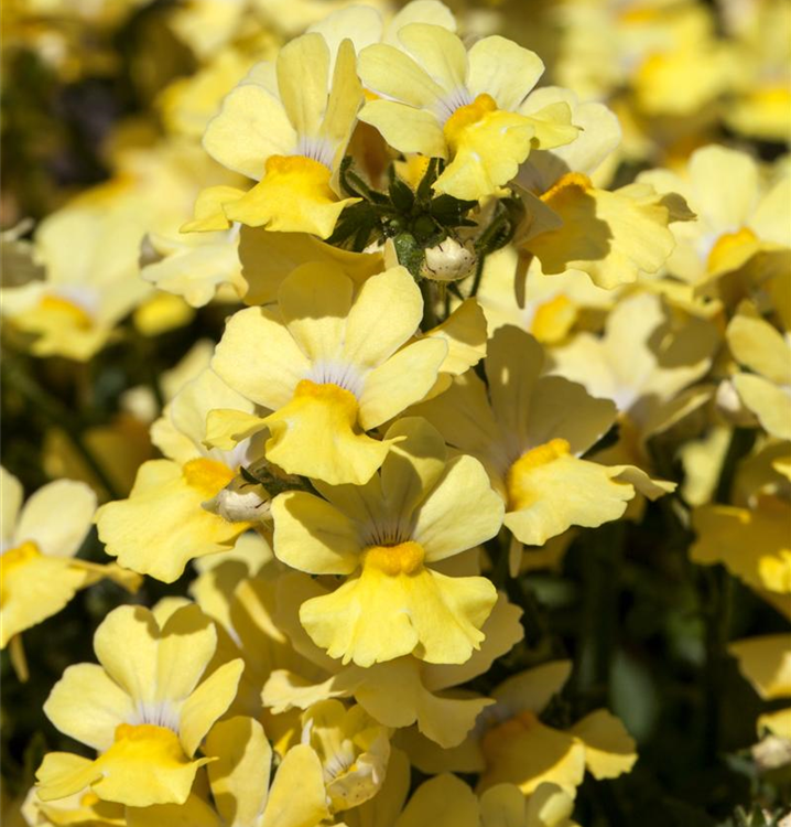 Elfenspiegel 'Sunsatia'