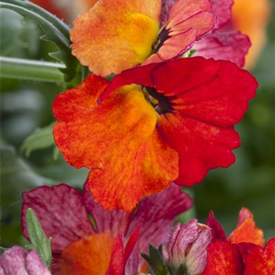 Nemesia 'Sunsatia', orange