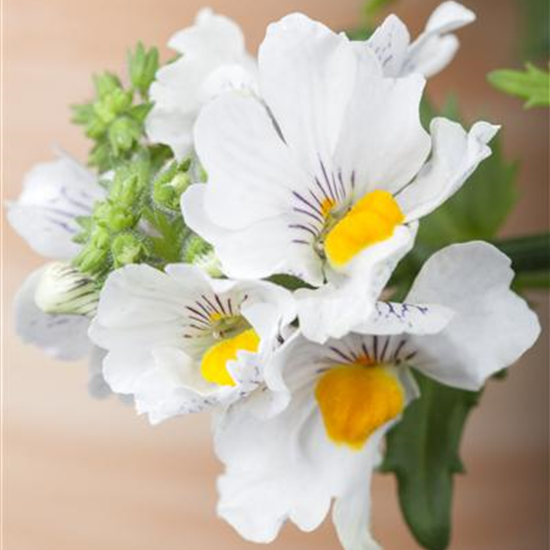Nemesia 'Sunsatia', weiß