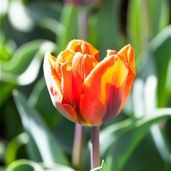 Tulpe 'Hermitage'