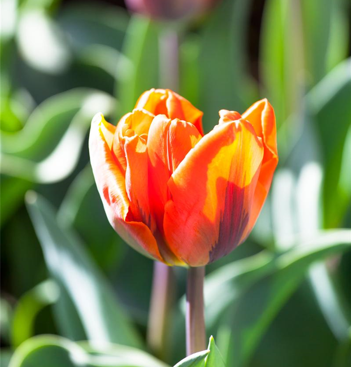 Tulipa 'Hermitage'