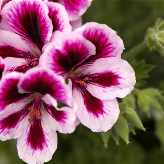 Pelargonium grandiflorum 'Bicolor'