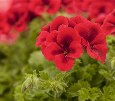 Pelargonium grandiflorum 'Bright Red'