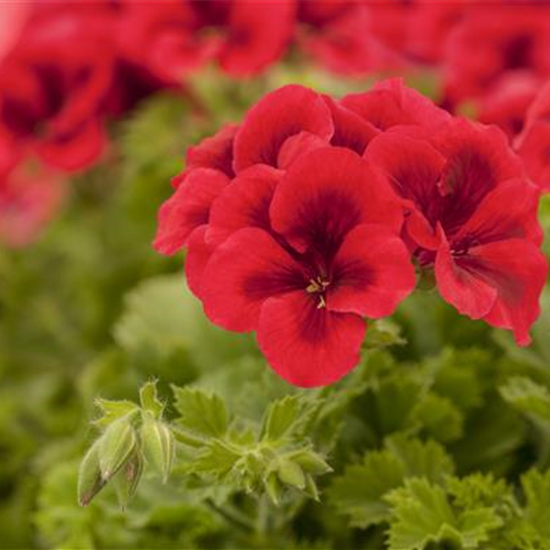 Pelargonium grandiflorum 'Bright Red'