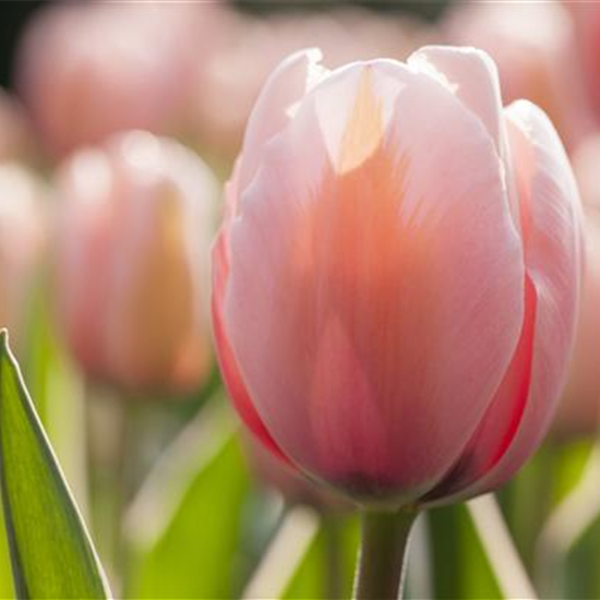 Tulpe 'Mystic van Eijk'