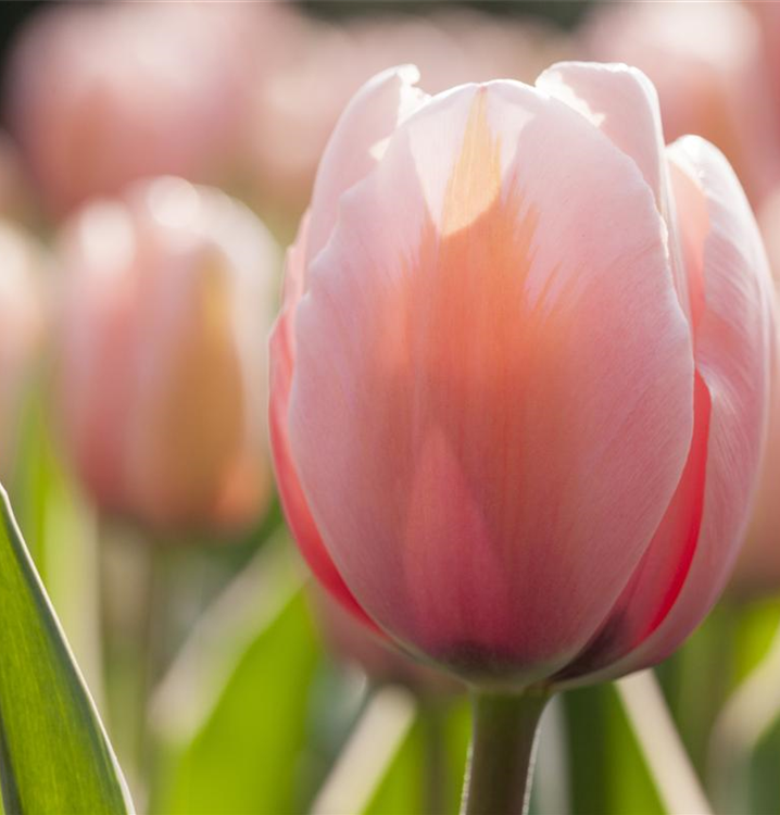 Tulipa 'Mystic van Eijk'