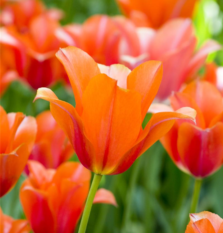 Tulipa 'Orange van Eijk'