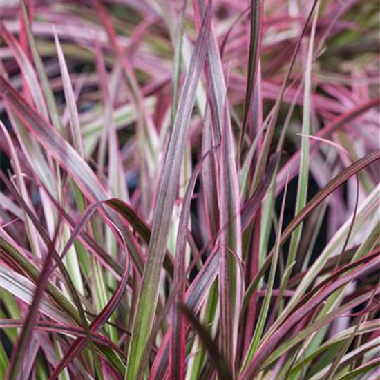 Pennisetum 'Fireworks'(s)