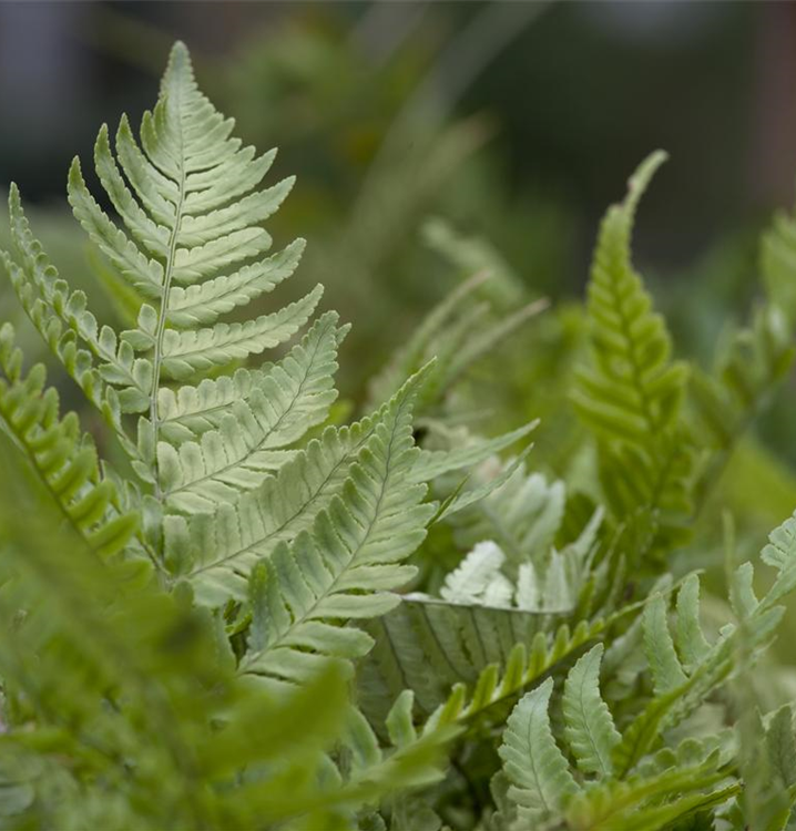 Dryopteris erythrosora 'Autumn'