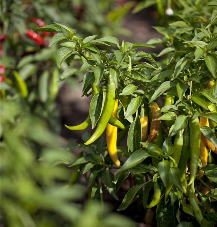 Capsicum annuum 'Fireflame'