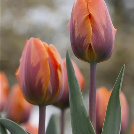 Tulpe 'Prinses Irene' 