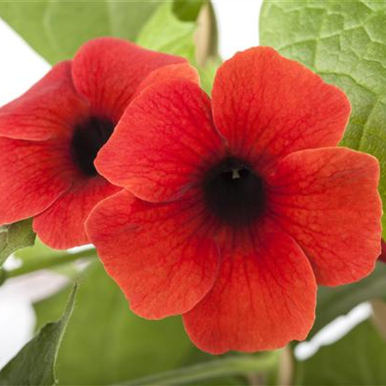 Schwarzäugige Susanne 'Sunny Susy® Brownie'(s)