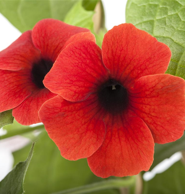 Thunbergia alata 'Sunny Susy® Brownie'(s)