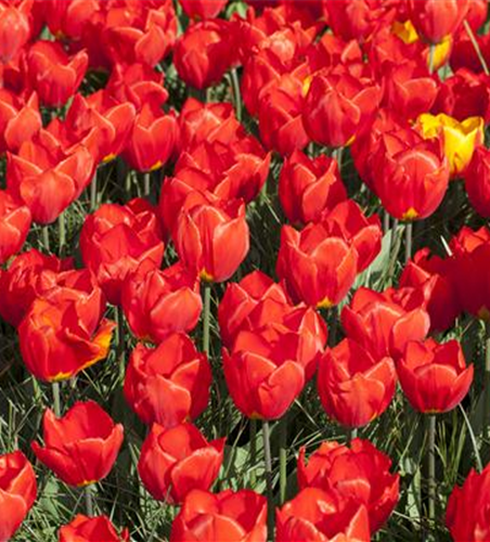 Tulpe 'Red Paradise'