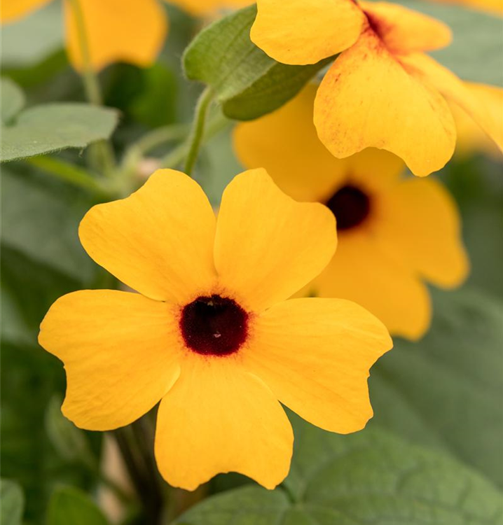 Thunbergia alata 'Classic Orange'