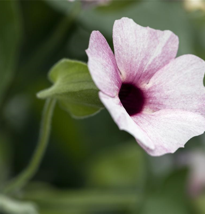 Thunbergia alata 'Sunny Susy® Rose Sensation'