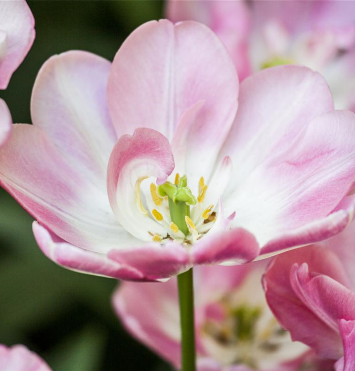 Tulipa 'Upstar Double Late'