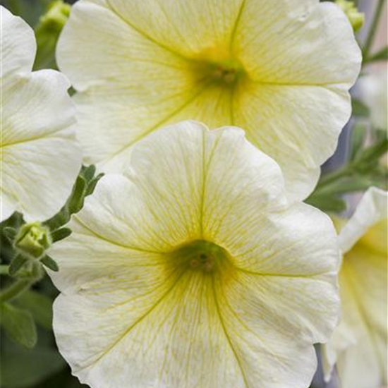 Hängepetunie 'Yellow' 