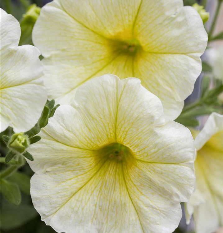 Petunia 'Yellow'
