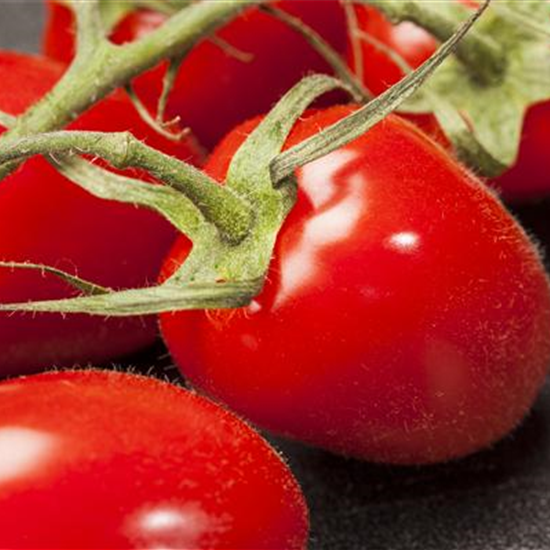 Pflaumen-Cherry-Tomate 'Dasher' (Mirado Red)