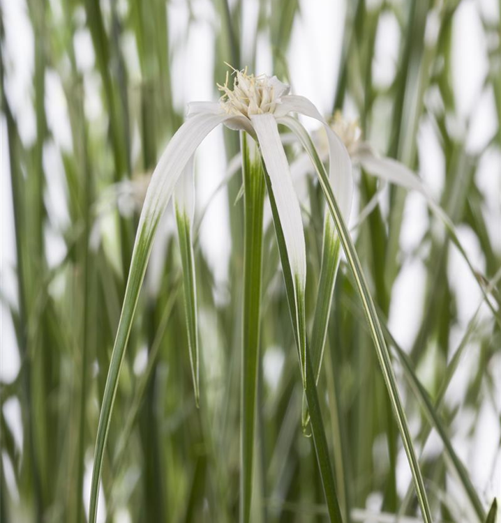 Rhynchospora variagata