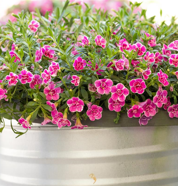 Calibrachoa 'Sweet Love'