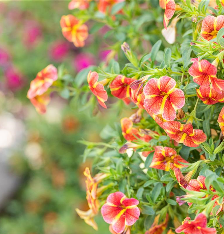 Calibrachoa 'Tangerine Star'