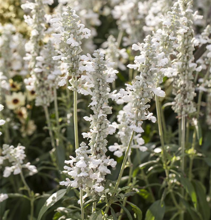 Salvia farinacea, weiß