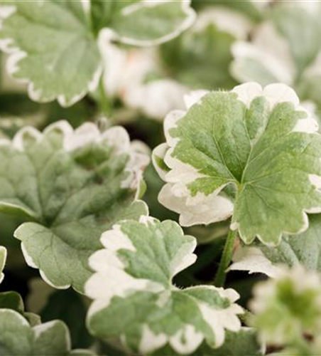Weißbunter Gundermann 'Variegata'