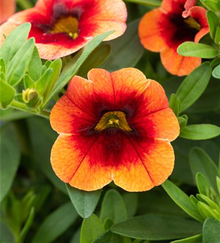 Zauberglöckchen 'Orange Red Eye' 