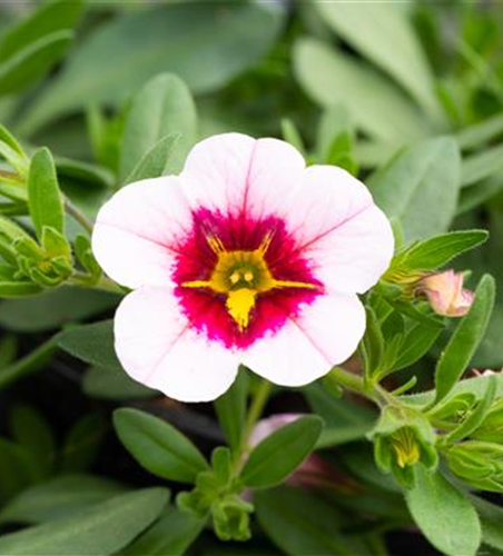 Zauberglöckchen 'Pink Red Eye'