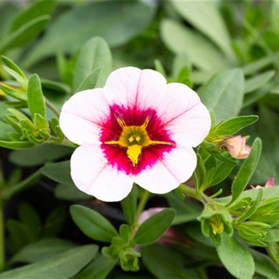 Zauberglöckchen 'Pink Red Eye'